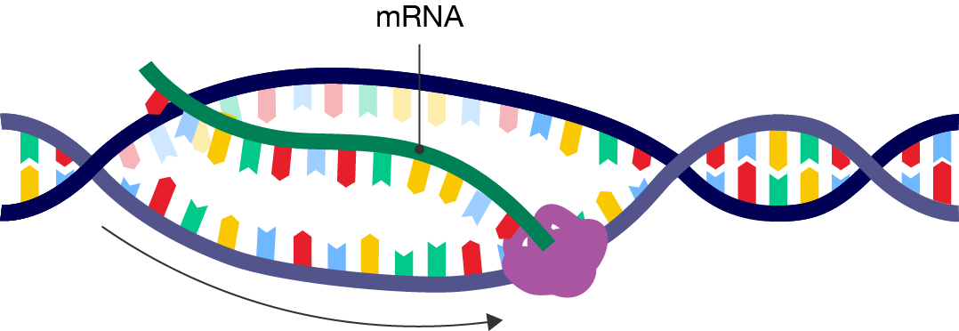 A segment of double-stranded DNA that is partially unwound from its double helix structure. RNA polymerase is attached one strand and has moved along the unwound section. A complementary strand of mRNA is formed.
